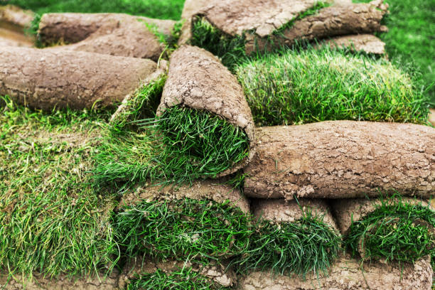 istock Rolls of fresh grass turf ready to be used for gardening 667301254