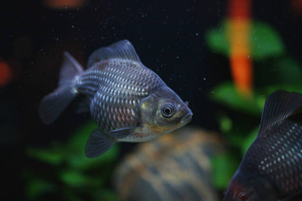 istock blue fantail of gold fish 667304560