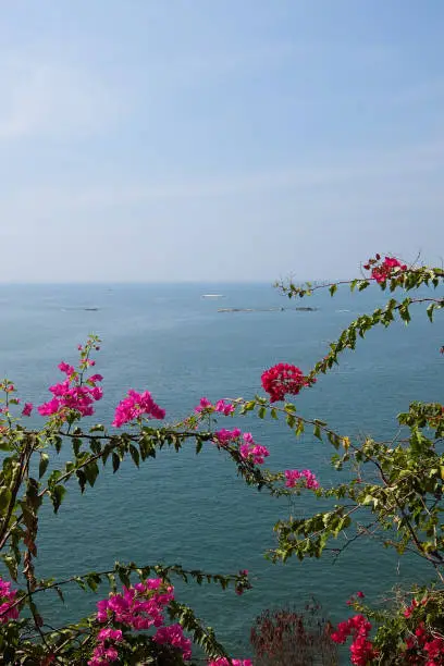 Branches of bougenvillea with flowers against blue ocean and sky in Murudeshwar, India