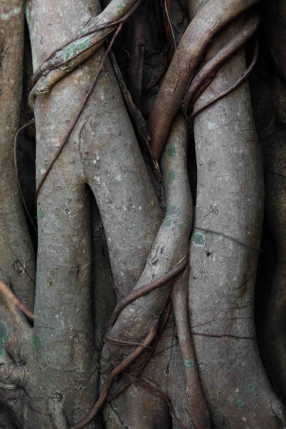 radici degli alberi di banyan - radice intrecciata foto e immagini stock