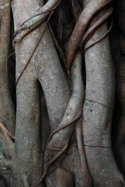 Close up of banyab tree trunk and roots