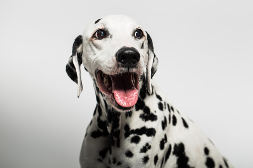 Studio shot of purebred Dalmatian dog with mouth open on grey background.