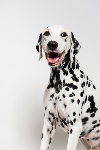 Portrait of beautiful Dalmatian dog breathing with mouth isolated on white.