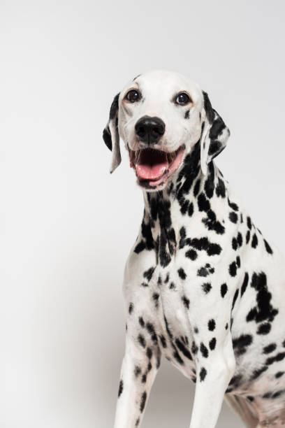 Dalmatian breathing with mouth stock photo