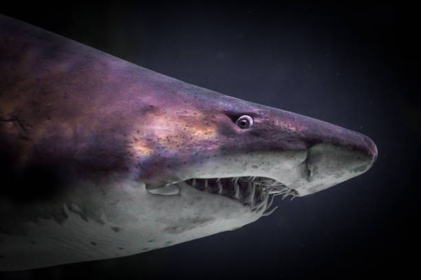 istock Great white shark portrait look in underwater 667315958
