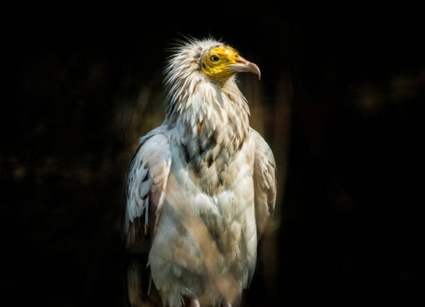 alimoche aves - cinereous fotografías e imágenes de stock