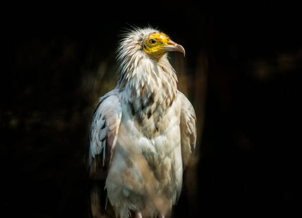 птица египетский стервятник - cinereous стоковые фото и изображения