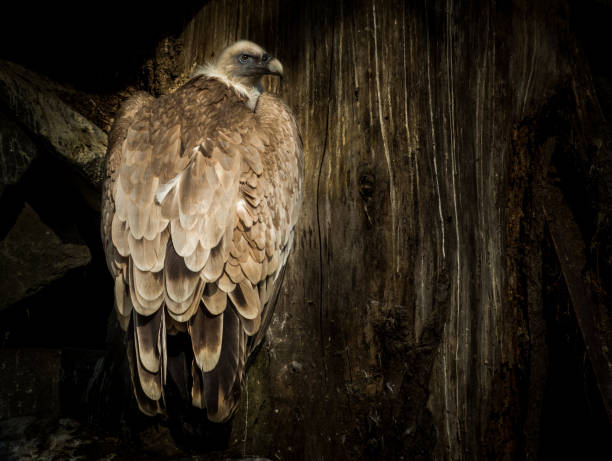 istock Bird Cinereous vulture 667316044