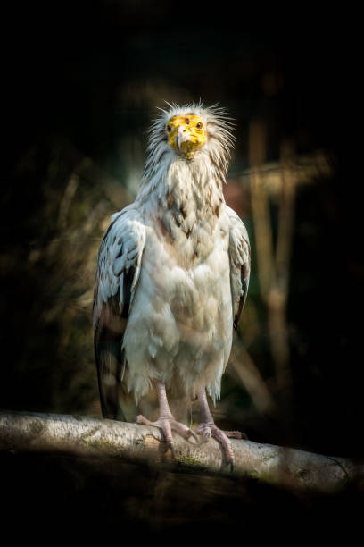 alimoche aves - cinereous fotografías e imágenes de stock