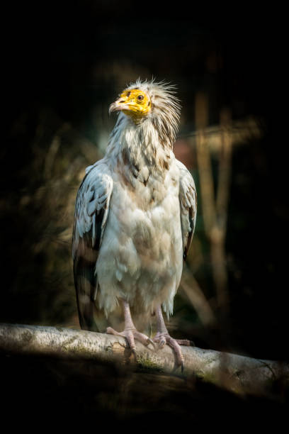 pájaro buitre egipcio - cinereous fotografías e imágenes de stock