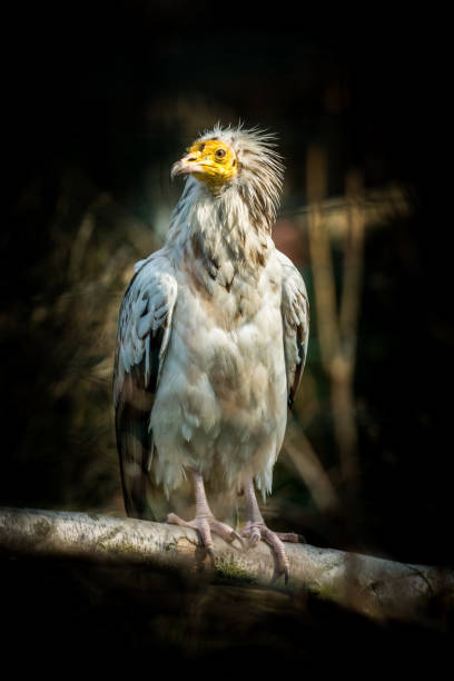 птица египетский стервятник - cinereous стоковые фото и изображения