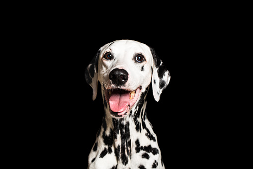 Portrait of beautiful Dalmatian dog looking at camera isolated on black background