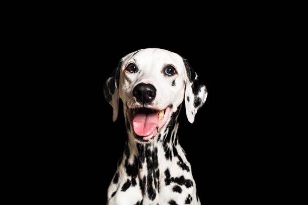 Dalmatian breathing with mouth stock photo