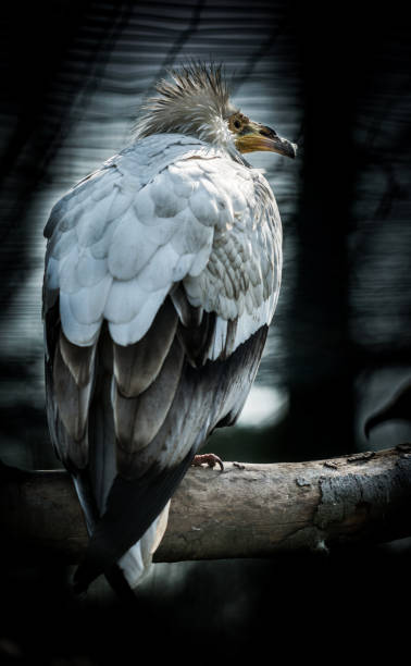 alimoche aves - cinereous fotografías e imágenes de stock