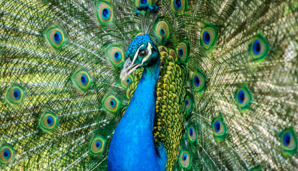 istock Male of Indian peafowl 667319094