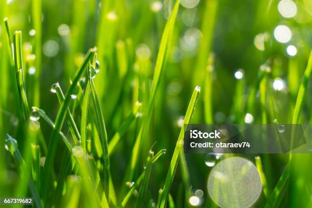 太陽フレアと明るい緑の草の上の露滴 - マクロ撮影のストックフォトや画像を多数ご用意 - マクロ撮影, 芝草, しずく