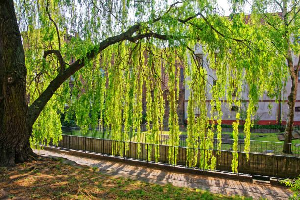 istock Nature at Little Brick Mill Gdansk 667319812