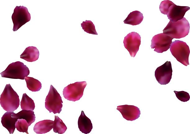 Abstract background with flying pink, red rose petals Abstract background with flying pink, red rose petals. Vector illustration isolated on white background. rose petal stock illustrations