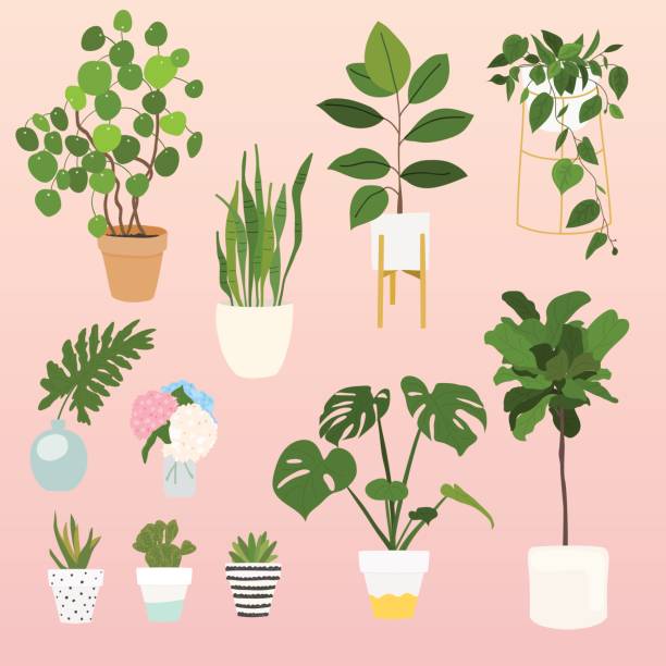 ilustraciones, imágenes clip art, dibujos animados e iconos de stock de conjunto de plantas decorativas para el hogar. - florist flower gardening store