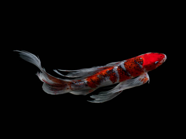 istock Beautiful colorful fancy carp fish 667321076