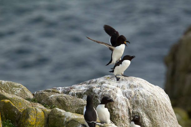 istock Two Razor Bill Birds Mating on top of a cliff. 667323902