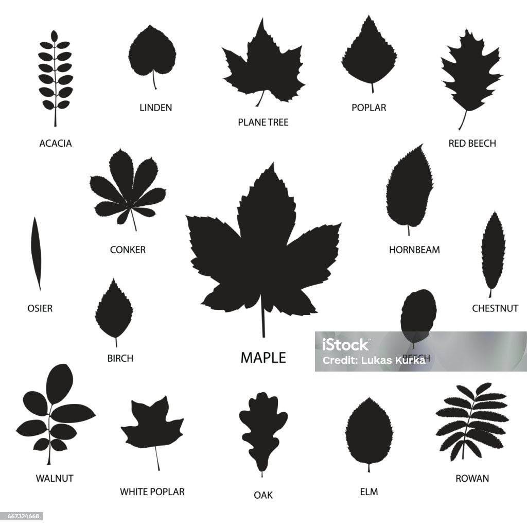 Vector collection of leaf silhouettes isolated on white background, vector illustration Vector collection of leaf silhouettes isolated on white background Poplar Tree stock vector