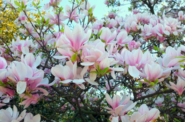 много белых цветов магнолии - plant white magnolia tulip tree стоковые фото и изображения