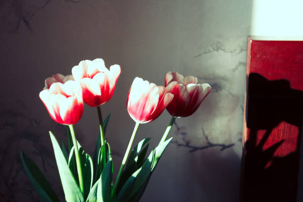 istock A bouquet of red tulips. 667329144