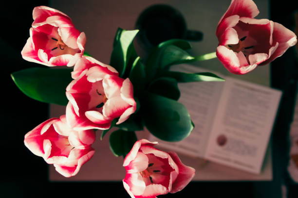 istock A bouquet of red tulips. 667329176