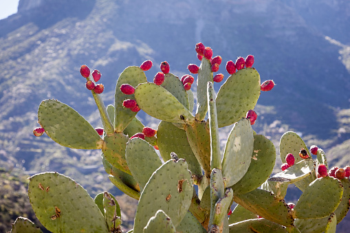 Fig Cactus originate from Mexico but are to day a common plant in all sub-tropical areas. In this case the pictures are from the Canaria Islands