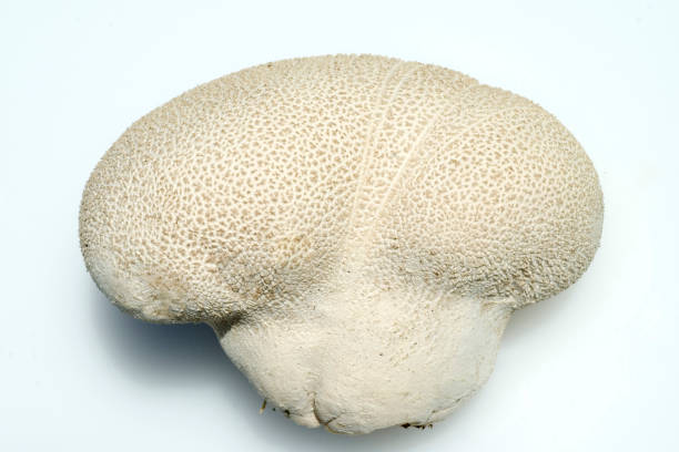 istock puffballs; Calvatia Utriformis 667339678
