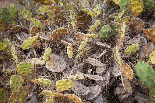 Fig Cactus originate from Mexico but are to day a common plant in all sub-tropical areas. In this case the pictures are from the Canaria Islands