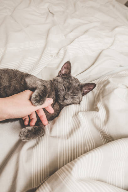 istock Sweet kitten is taking a nap 667341794