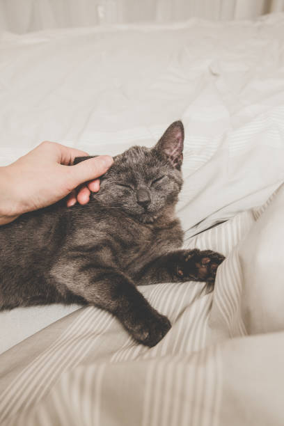 istock Sweet kitten is taking a nap 667341804