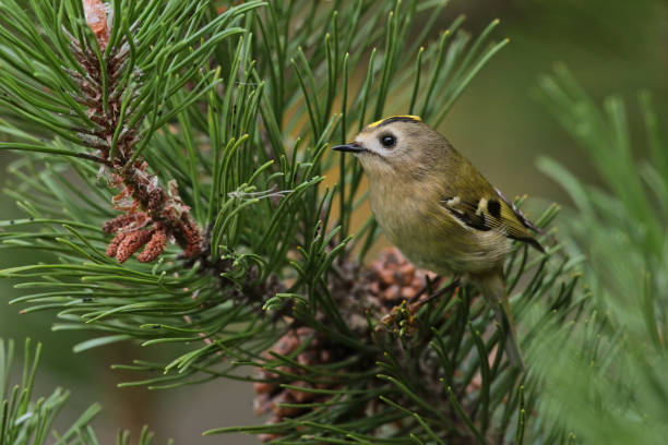 istock The Goldcrest on the pinetree 667341904