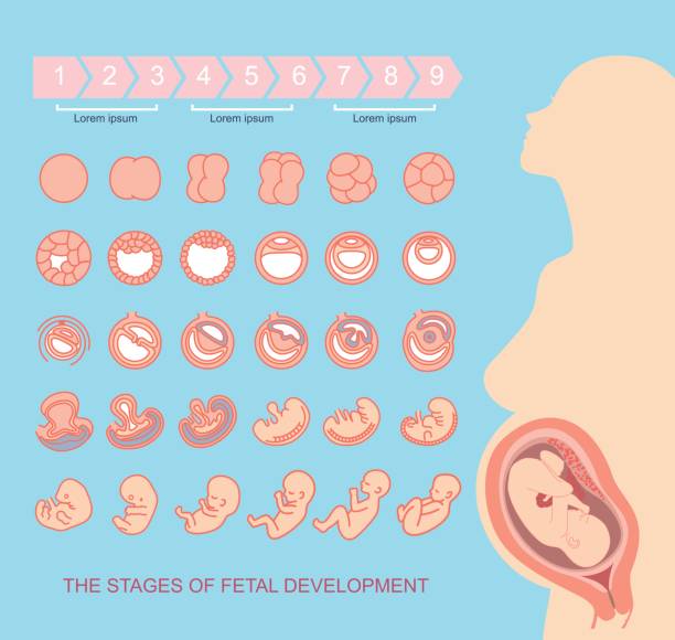 stages of fetal development silhouette beautiful pregnant woman. fertilized egg stock illustrations