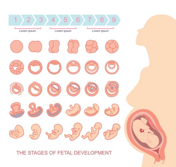 stages of fetal development silhouette beautiful pregnant woman. fertilized egg stock illustrations