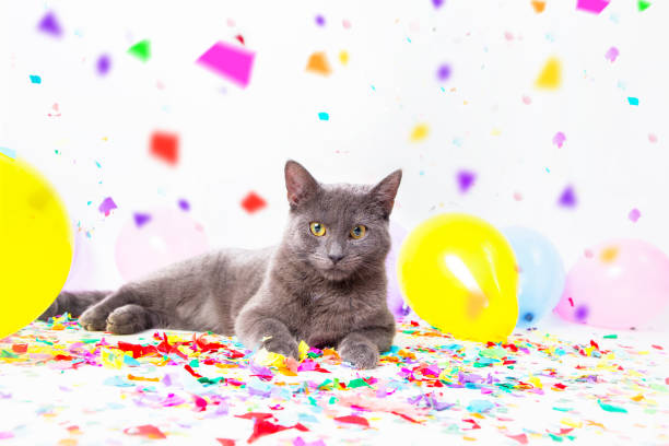 istock Cats are celebrating a party 667345002