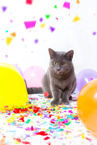 istock Cats are celebrating a party 667345006