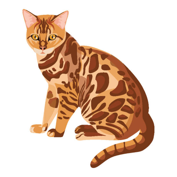 ilustraciones, imágenes clip art, dibujos animados e iconos de stock de gato de bengala aislado en blanco. cría selectiva de gatos domésticos - bengals