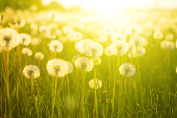 istock White dandelion in back light. Dandelions on sunny meadow on the sunset. Nature background 667352508