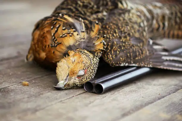the gun killed the bird hunters, prey, capercaillie, close-up, the muzzle of a gun and a dead bird