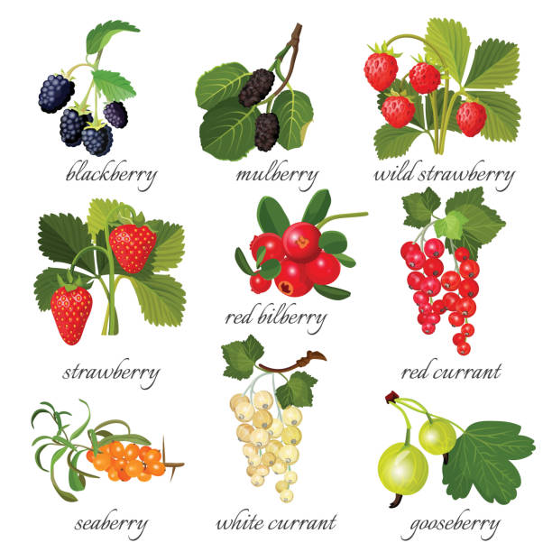 ilustraciones, imágenes clip art, dibujos animados e iconos de stock de negro blackberry y mora, fresa salvaje, rojo arándano, grosella, fogonazo - gooseberry fruit bush green