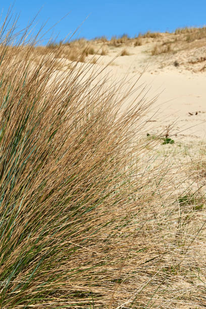 istock Natural grass and plants on the sand dunes 667362904
