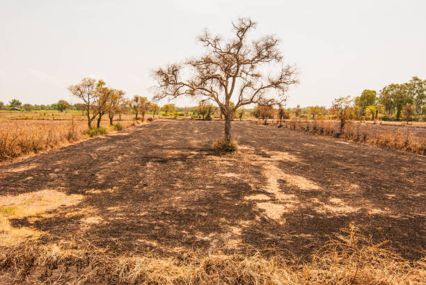 istock Gray sky and deciduous trees in the dry season 667370788
