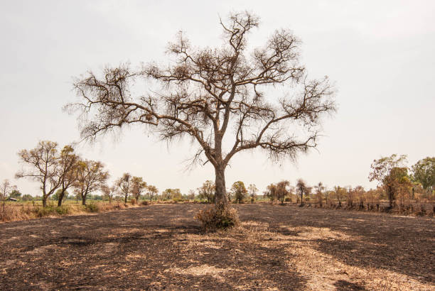 istock Gray sky and deciduous trees in the dry season 667370796