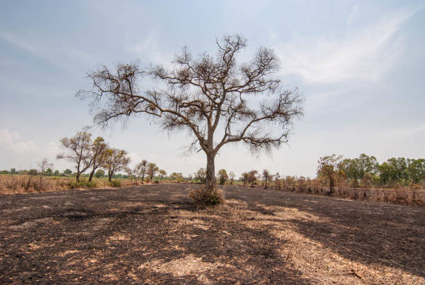 istock Gray sky and deciduous trees in the dry season 667370798