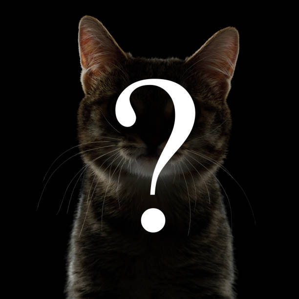 istock Symbol Question Silhouette of Cat Black background 667375402