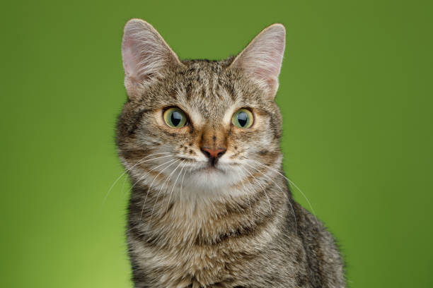 istock Cat with unusual wide nose on Green background 667376322