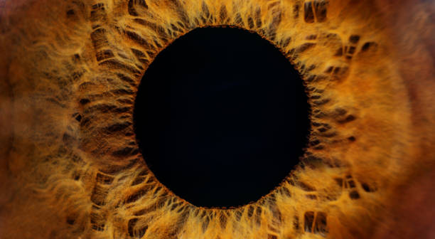 brown human eye macro - close up of iris imagens e fotografias de stock